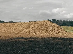 Kombajny już ruszyły w buraki. Pierwsze pryzmy pojawiły się na polach