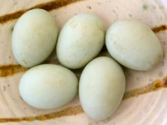 Przed laty każdy znał smak tych jajek. Dziś wielu się dziwi, że są jadalne