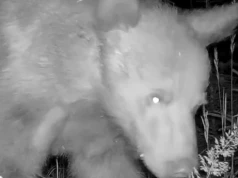 Nos jak radar. Niedźwiedź „skanuje” fotopułapkę | WIDEO