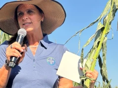 Kukurydza odporna na trudne warunki. Bayer chce rozwijać Short Corn również w Polsce