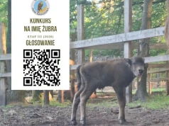 Zostało tylko 10 imion. Tak może nazywać się mały żubr z Wolińskiego Parku Narodowego