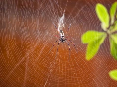 Pająki poza terrarium? We wrocławskim zoo żyją tuż nad głowami zwiedzających