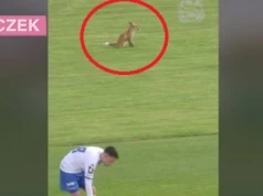 Miał świetny widok na mecz Stomilu. „Szczwanego kibica” uchwyciła kamera