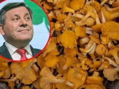 Guru grzybiarzy przemówił. Piechociński zdradził, gdzie są miejsca pełne kurek