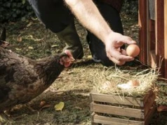 Niemiec posadził las i wpuścił 2800 kur. Stworzył farmę przyszłości