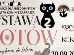 Kocia wystawa przełożona. Powodem są prace remontowe w KCK
