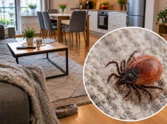 Gdzie ukrywają się kleszcze w domu? 90% z nas omija to jedno miejsce