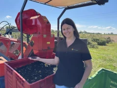 Plantator uzyskał 10% więcej plonu aronii. Co zrobił inaczej?
