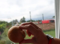 Cebula zamiast płynu do szyb? Sprawdziłam nietypowy sposób na czyste okna