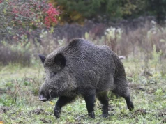 Nowe ognisko ASF w powiecie rzeszowskim. 10 km strefy zakażenia