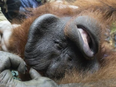 Pożary podsycone przez El Nino zniszczyły dom orangutanów. Mogą wymrzeć