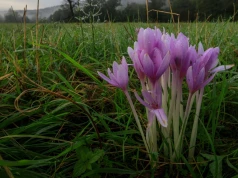 Wygląda jak krokus, lecz kwitnie jesienią. Ostatni dzwonek by go posadzić