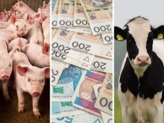 Dopłaty do krów i bydła w dół. Tyle rolnicy dostaną w 2026 roku