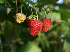 Maliny jesienne po 19–20 zł/kg. Czy plantatorzy odrobią straty po słabym sezonie letnim?