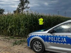Zastawiają niebezpieczne pułapki w kukurydzy. Policja wysyła drony