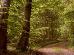 Świecą w ciemności, “krwawią” i śmierdzą padliną – polskie lasy kryją nie tylko poczciwe maślaki i borowiki