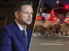 Dziki panoszą się w Warszawie. Trzaskowski zabrał głos