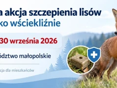 Szczepienie lisów przeciw wściekliźnie w województwie małopolskim