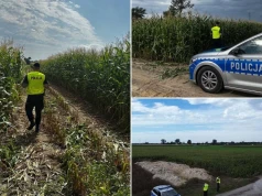 Policja pilnuje pól kukurydzy. Są patrole i dron