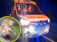 Dzik wyskoczył z lasu wprost pod karetkę. W ambulansie było przewożone dziecko
