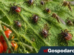 Pomidory tajną bronią w walce z komarami i kleszczami!?