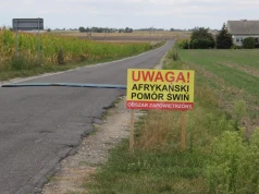 ASF znów zaatakował w chlewni. Pierwszy raz w tym województwie!
