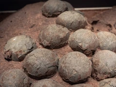 Kopce dinozaurów w niespodziewanym miejscu. W środku był skarb