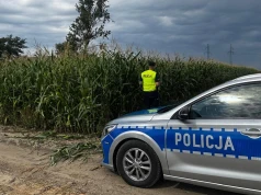 Śruby i pręty w kukurydzy. Policja używa dronów, by chronić kombajny