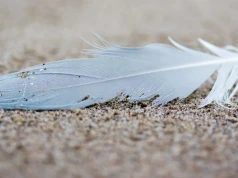 Pióro okazało się skarbem. Pokazało, że ptaki przebijały nawet dinozaury