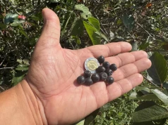 Plantatorzy czekali na wyższe ceny aronii. Później przyszło tąpnięcie