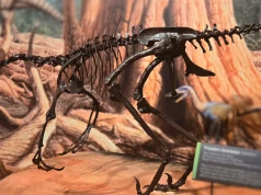 Naukowcy poznali sekrety inteligentnego dinozaura i złapali się za głowy