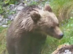 Niedźwiedź w Tatrach zdemontował fotopułapkę. Nagranie TPN po prostu rozbraja