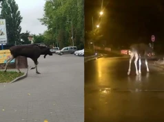 Łosie ruszają na jesienne amory. Pojawiły się w Lublinie i na wiadukcie nad ekspresówką