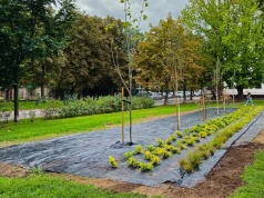 Są już pierwsze nasadzenia na skwerze w rejonie ulic Chojnowskiej i Jagiellońskiej w Legnicy (FOTO)