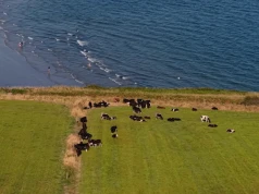 Ile dopłat dostaje rolnik w Irlandii? 155 euro/ha to dopiero początek