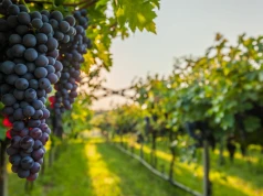 Po 2 tys. lat znów zrobią tu wino. Wyjątkowe winobranie