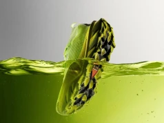 Nazwa może i śmieszna, ale stojąca za nią inżyniera jest już poważna. Nike ujawnia model Picklejus po trzech latach prac