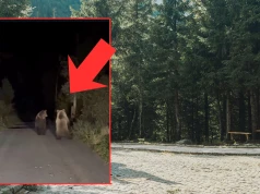 Pokazali nagranie z Tatr. Niedźwiedzie urządziły niezwykły pokaz. "Nie ogląda się codziennie"