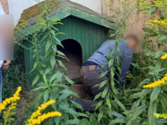 Ukrył się w budzie dla psa. Na jego posesji znaleziono kradzione samochody