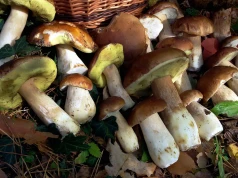 Grzyby "jadą" paczkomatem. Ceny zaczynają się od 1 zł