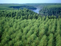 Zasadzili eukaliptusa 45 lat temu. Teraz mówią o niepokojącym wniosku