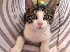 Uratowany Jumper szuka kochającego domu