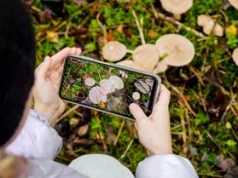 Zbierasz grzyby i pytasz AI? Lepiej uważaj