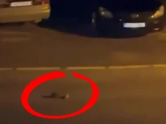 Był środek nocy. Kobietę obudził hałas. Musiała nagrać to, co zobaczyła