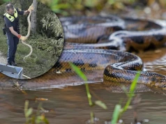 Anakonda w Niemczech. Ogromny wąż dusiciel wygrzewał się nad Dunajem