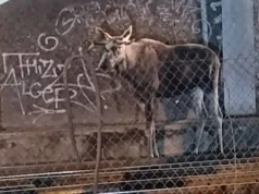 Setki pasażerów utknęło na Centralnym. Na peronie zjawił się łoś