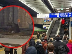 Ogromne opóźnienia pociągów w Warszawie. Po torach biegał łoś