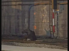 Łoś zablokował ruch na stacji Warszawa Centralna