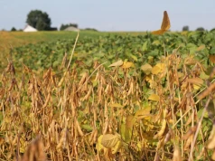 Soja może na południu dawać 5 t/ha, a na północy 3 t/ha. Czy to się opłaca?