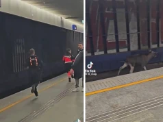 Łoś Emil sparaliżował ruch pociągów. Urządził sprint po torach Warszawy Centralnej